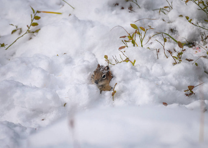 棕色松鼠在雪地里觅食