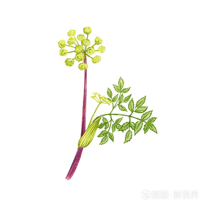 野芹菜彩色铅笔画