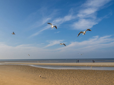 Gulls at the North Sea on a sandbank 