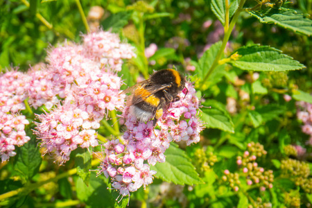 粉红色花朵上的大黄蜂，野花上的大黄蜂，大黄蜂的宏观摄影