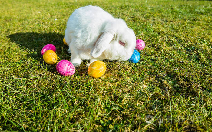 花园里有彩蛋的复活节兔子