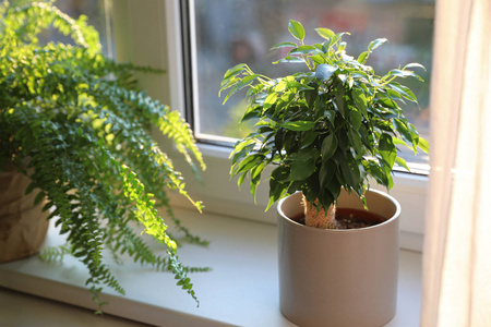 花的 窗口 自然 室内植物 环境 颜色 生态学 种植 树叶