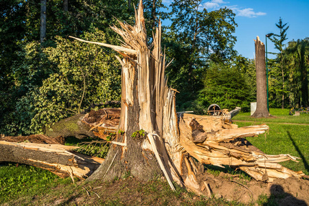 风暴破坏后折断的树照片