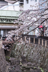 樱花樱花盛开在松山公园