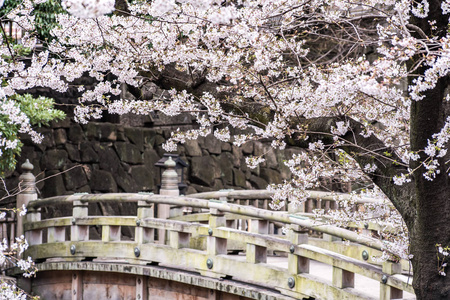 樱花樱花盛开在松山公园