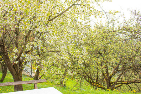 春天 花园 森林 天空 落下 分支 颜色 风景 自然 开花