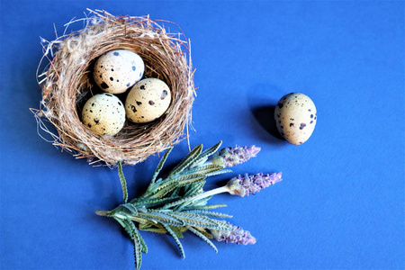 Easter concept. Quail eggs in a nest on a blue background. 