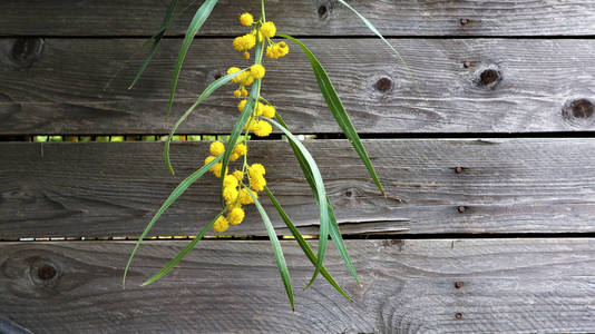 Blooming yellow mimosa flowers against a wooden wall shed. Copy 