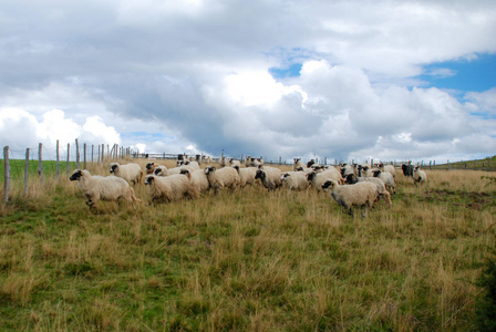 哺乳动物 农场 农业 美丽的 环境 羊毛 乡村 牧羊人 草地