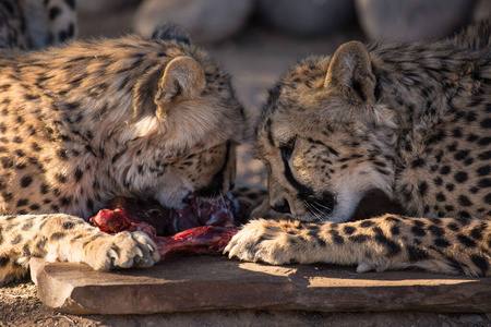 两只大野性的猎豹猫贪婪地吃肉，咆哮着露出危险的牙齿。纳米比亚。