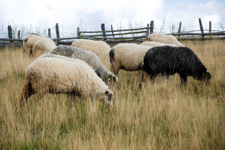 小山 天空 哺乳动物 领域 放牧 羔羊 牲畜 农场 兽群