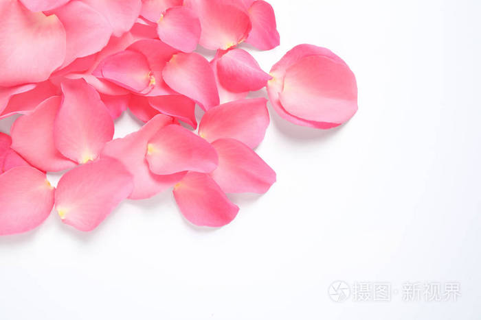 白色背景下鲜粉色玫瑰花瓣俯视图