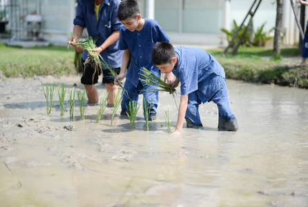 大米 农民 贫困 农场 泰语 微笑 领域 亚洲 泰国 食物