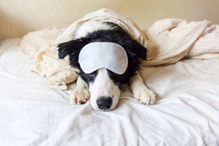 别打扰我让我睡觉。有趣的小狗边境牧羊犬带着睡觉的眼罩躺在床上的枕头毯子上小狗在家里躺着睡觉。晚安失眠午睡放松概念