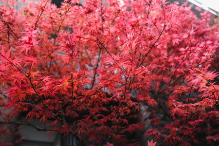 日本美丽的红枫秋叶。