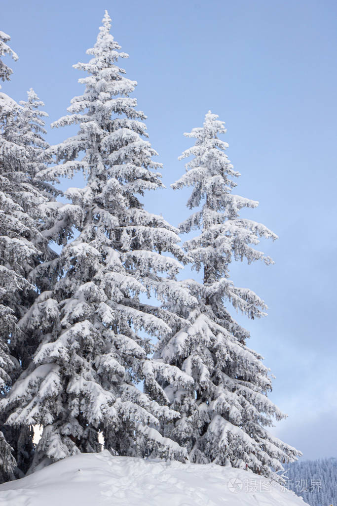 阿尔卑斯山白雪皑皑的松树