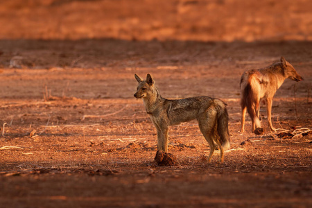 侧纹豺狼-犬科豺的一种,原产于非洲东部和南部,主要居住在林地和灌木