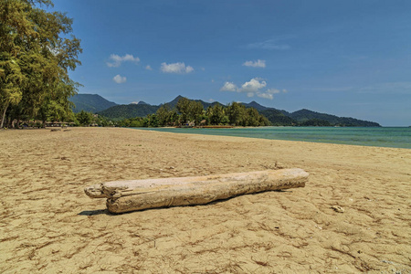 Dead tree trunk on beach 