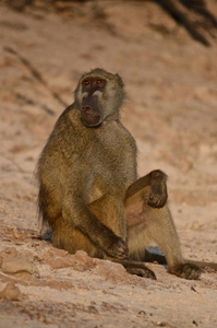 动物 卡萨内 旅行 灵长类动物 乔贝 野生动物 猴子 游猎