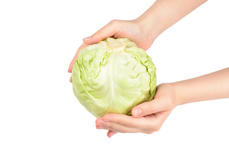 Cabbage in woman hand isolated on white background.  