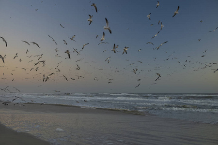 佛罗里达州代托纳海滩，海鸥从海滩起飞