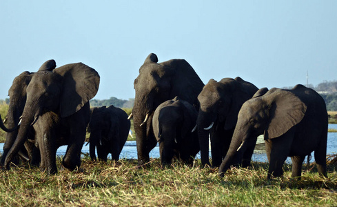 环境 兽群 大象 摄影 非洲 旅游业 旅行者 自然 游猎