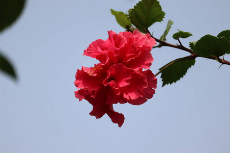 夏季芙蓉园里美丽的红芙蓉花