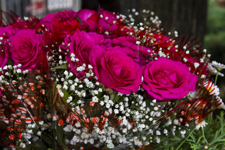 浪漫 夏天 礼物 花瓣 庆祝 自然 特写镜头 花园 玫瑰