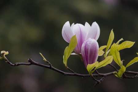 粉红色 花瓣 特写镜头 美女 盛开 春天 夏天 植物学 花园