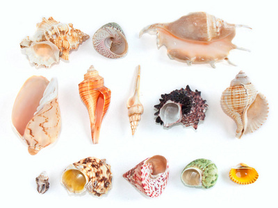 混合 扇贝 假期 纹理 自然 鹦鹉螺 要素 季节 海滨 贝壳