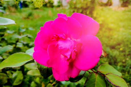 花园里美丽的红玫瑰，春天，大自然。