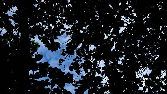  Photograph of leaves, with a background of blue sky