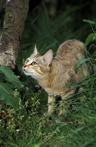萨瓦吉非洲猫