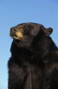 我们的美国黑熊