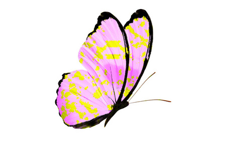 热带紫色蝴蝶.白底隔离照片