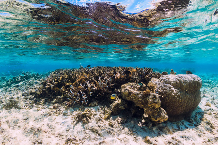 蓝海中珊瑚和鱼类的水下景观