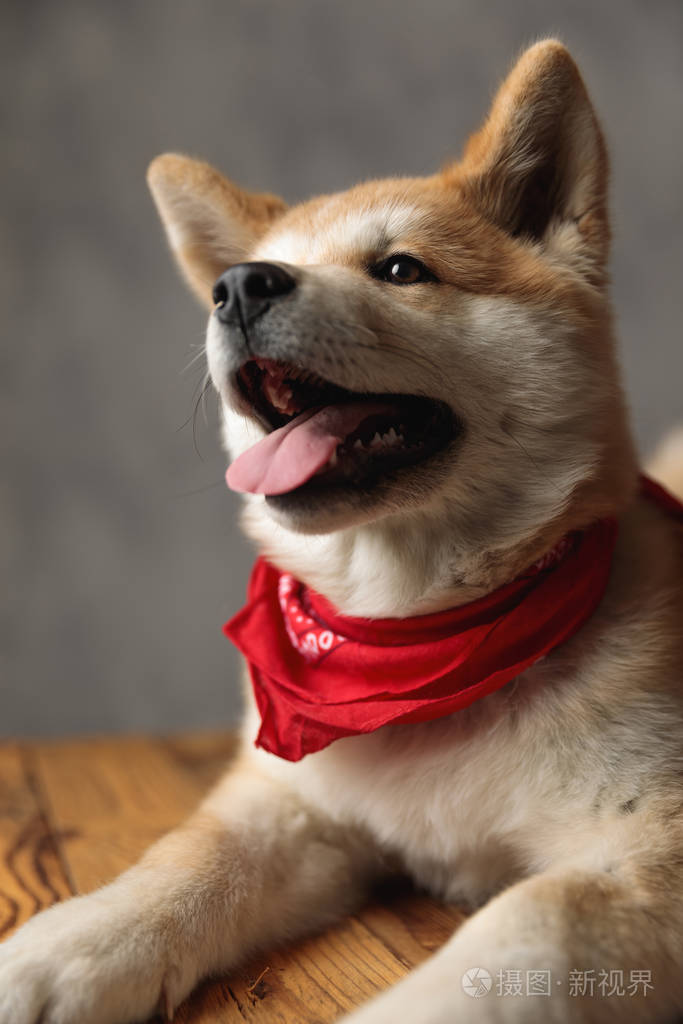 秋田犬躺在地上伸出舌头向前看