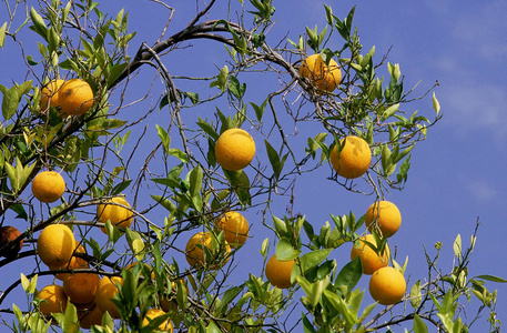 植物学橘子树图片