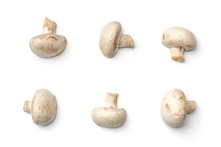 白底蘑菇香菇