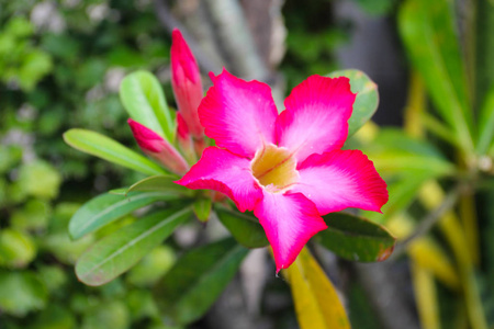 园艺 花开 季节 花儿 植物学 盛开 环境 颜色 花的 花瓣