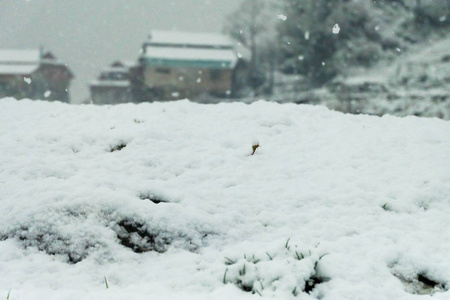 寒冷的 早晨 冬天 降雪