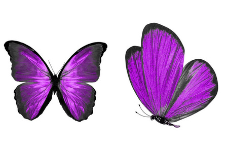 美丽的紫色蝴蝶图片