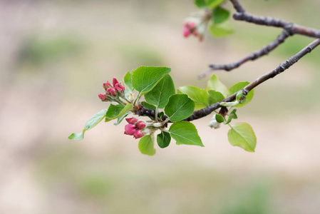 美丽的 地标 软的 日光 植物区系 花园 春天 公园 生态学