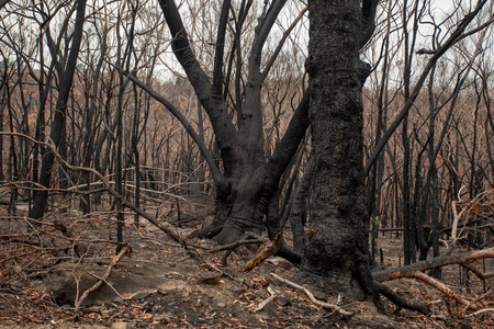 澳大利亚丛林大火被烧毁的桉树遭受了火灾风暴