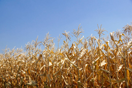 谷类食品 稻草 粮食 夏天 黑麦 作物 种子 生长 食物