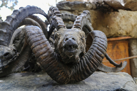 Horns and skulls of sheeps marco polo and capricorns in a mazar 