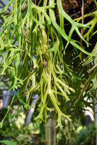 蕨类植物 花园 美丽的 生长 树叶 植物 自然 扁桃体