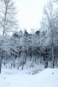 桦木 森林 木材 场景 天空 季节 风景 圣诞节 冷杉 寒冷的