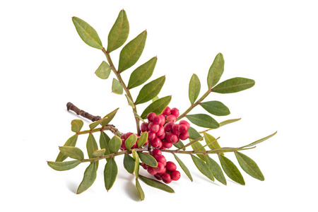 frankincens,芳香树黄连木属乳香树mastixtree地中海人乳香树在塞拉莱