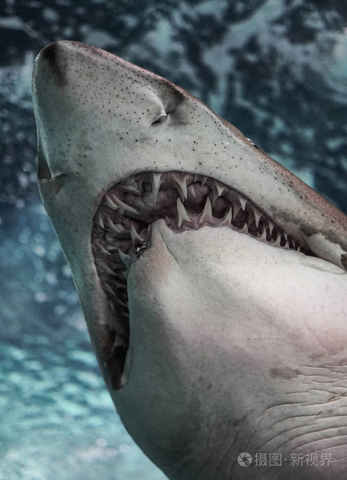 凶猛的大白鲨